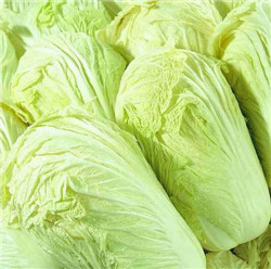 大白菜6斤