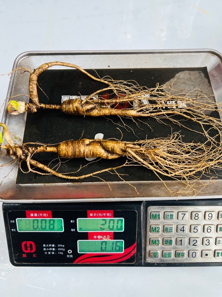 人参出售求购信息--点这里 信息