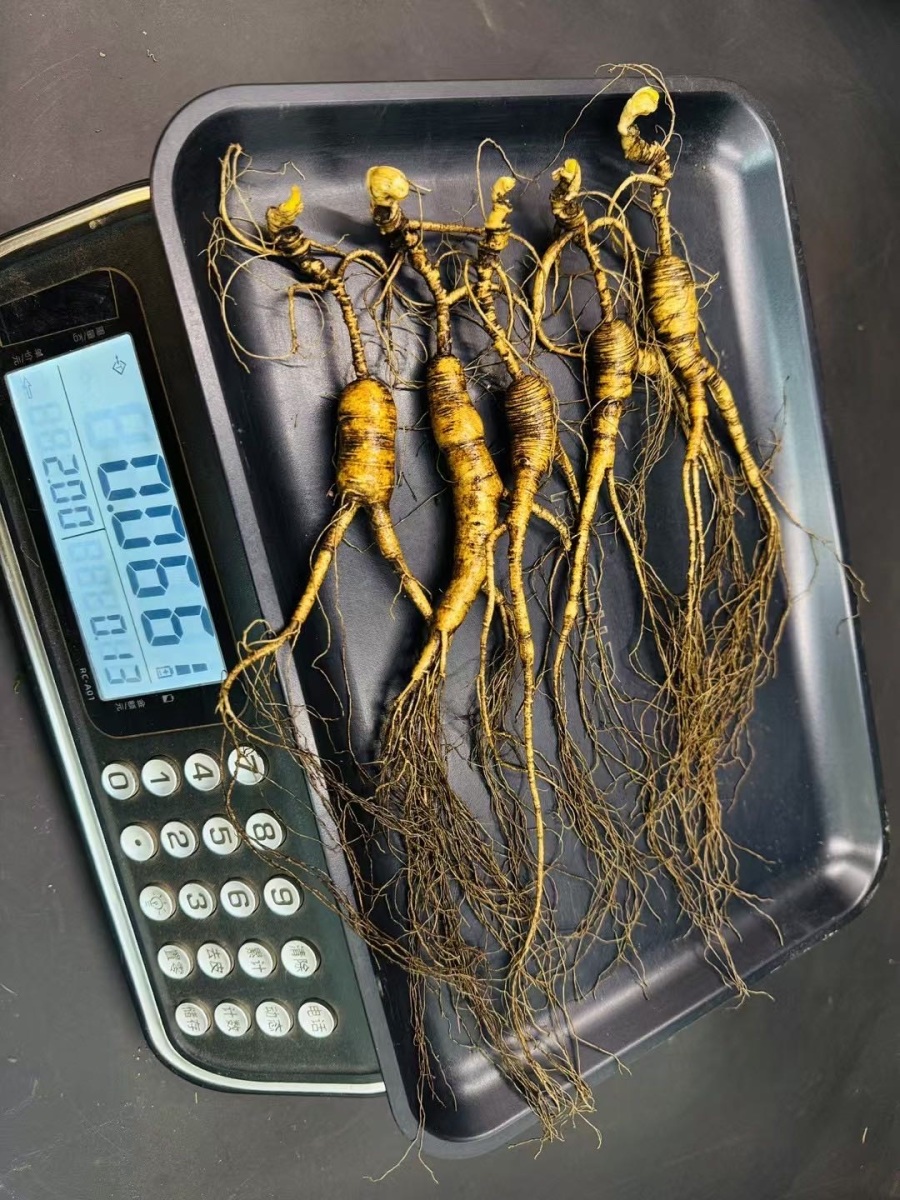 人参出售求购信息--点这里