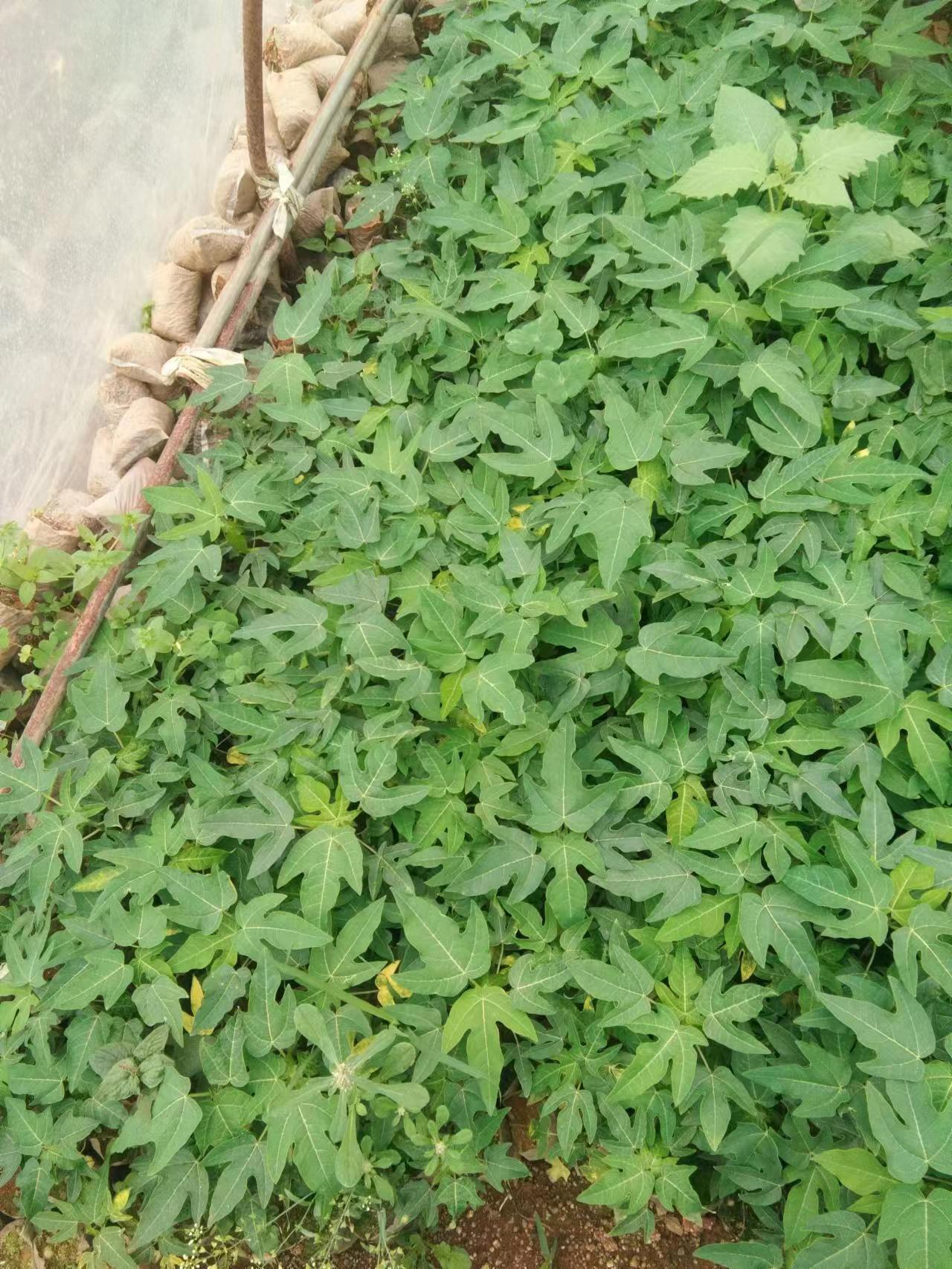 大量新春木瓜苗、密本南苗出售