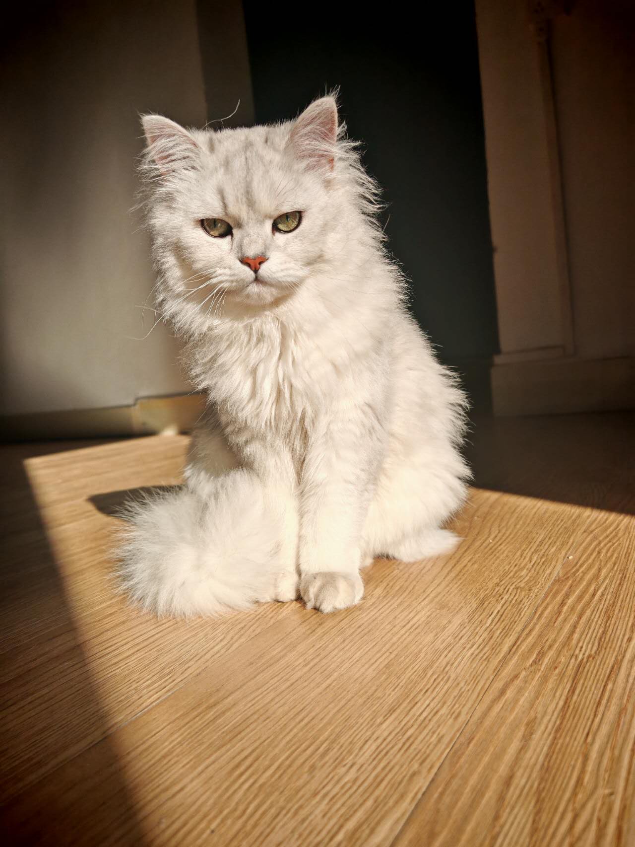 在液峰公园附近丢失了一直长毛猫，全身白色
